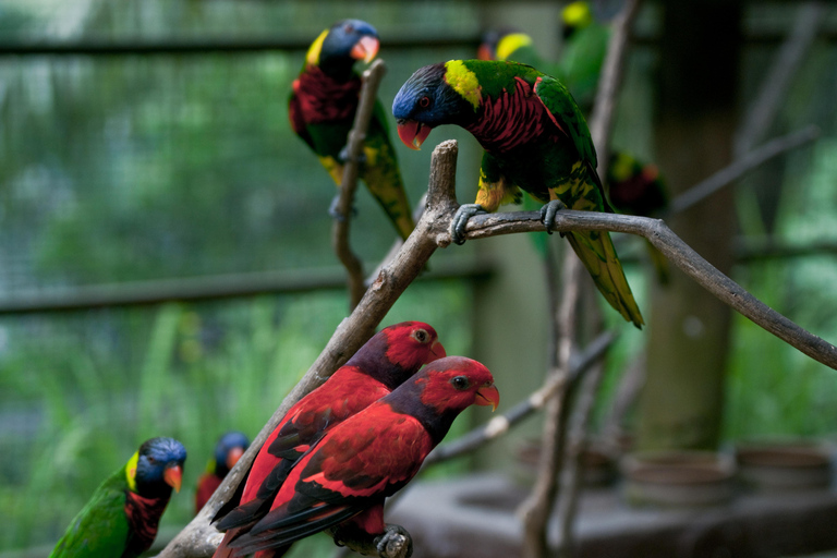 KL Green Escape: 4-godzinna wycieczka po ogrodach, ptakach i motylachWspólna wycieczka z odbiorem z hotelu