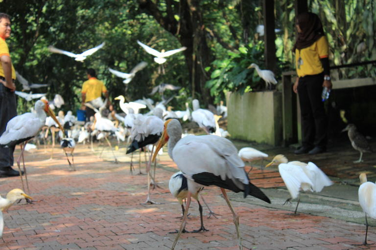 KL Green Escape: 4-godzinna wycieczka po ogrodach, ptakach i motylachWspólna wycieczka z odbiorem z hotelu