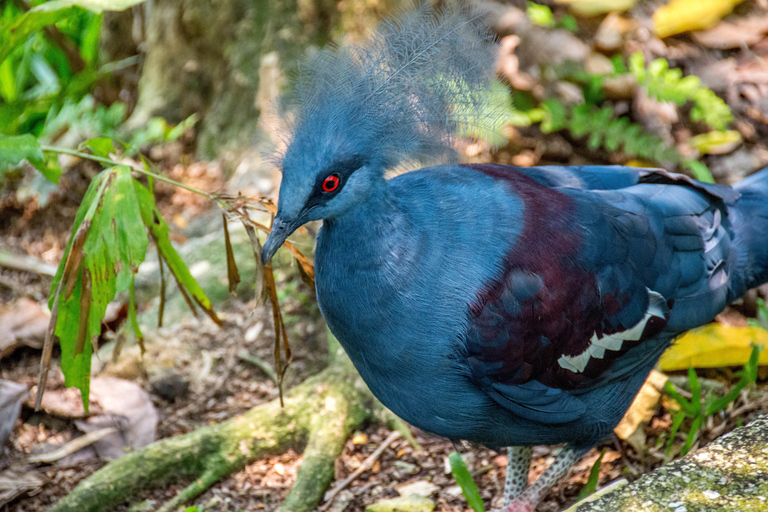 KL Green Escape: 4-godzinna wycieczka po ogrodach, ptakach i motylachWspólna wycieczka z odbiorem z hotelu