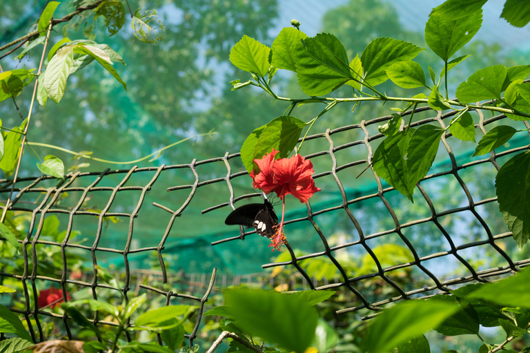 KL Green Escape: 4-godzinna wycieczka po ogrodach, ptakach i motylachWspólna wycieczka z odbiorem z hotelu