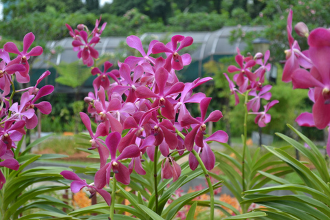 KL Green Escape: 4-godzinna wycieczka po ogrodach, ptakach i motylachWspólna wycieczka z odbiorem z hotelu