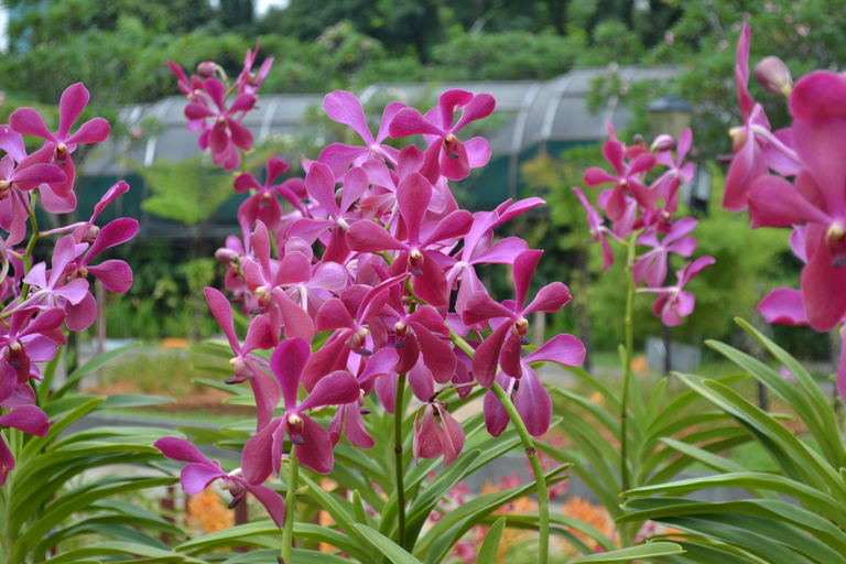 KL Green Escape: 4-godzinna wycieczka po ogrodach, ptakach i motylachWspólna wycieczka z odbiorem z hotelu