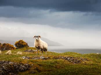 Ab Edinburgh: 5-Tages-Tour Iona, Mull und Isle of Skye Ab Edinburgh: 5-Tages-Tour Iona, Mull und Isle of Skye