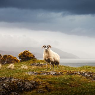 Isle of Mull and Iona 3-Day Small-Group Tour from Glasgow