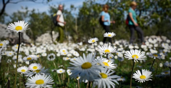 Insel Brač: Wandern Vidova gora Škrip Museum für Olivenöl