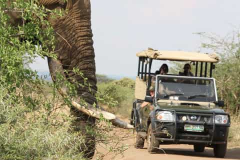 kruger national park fullday game drive