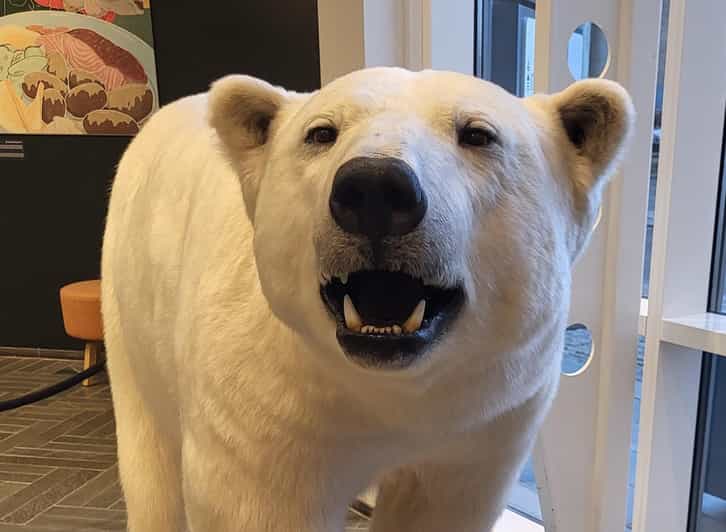 Tromsø: Guided Polar Bear Walk incl. Polaria & Polar Museum