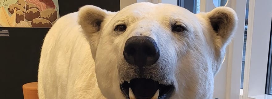 Tromsø : promenade guidée à la découverte des ours polaires, avec visite du Polaria et du musée polaire