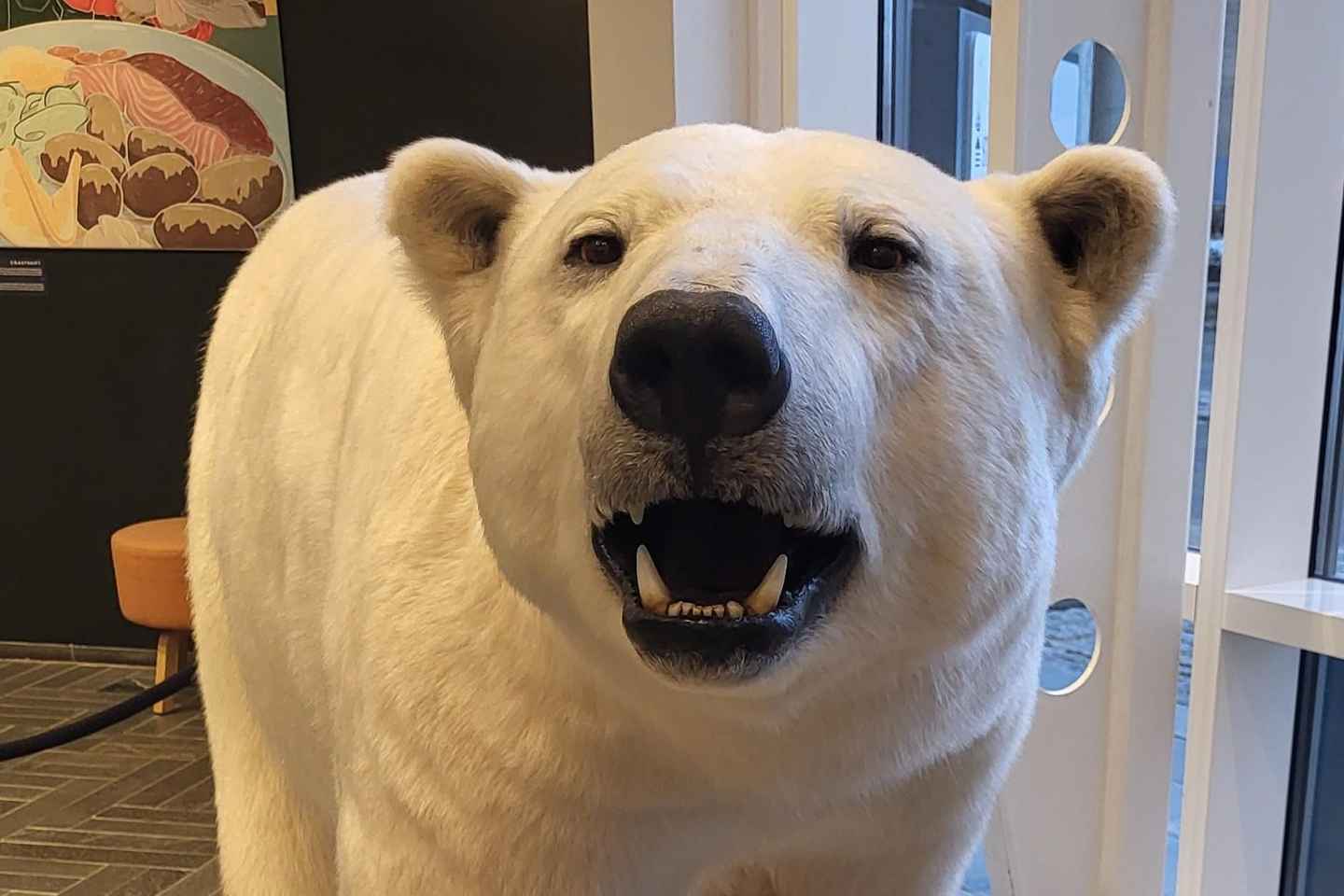 트롬쇠: 가이드와 함께하는 북극곰 탐험 - 폴라리아 & 극지 박물관 포함