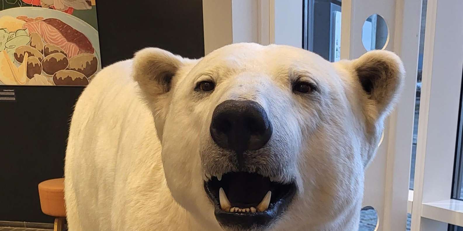 Tromsø: Guidet isbjørntur inkl. Polaria og Polarmuseet | GetYourGuide, image size:1585x792