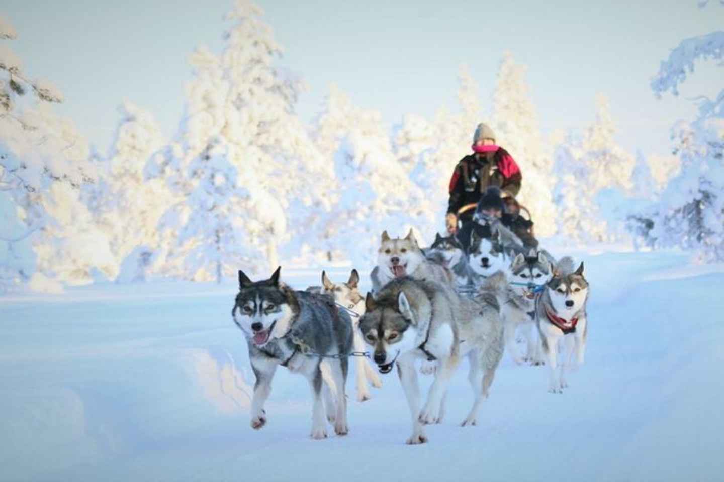 8-10km Husky Ride in the Taiga Forest & Visiting the Kennel