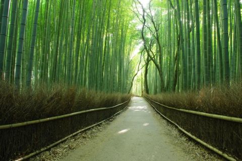 Van Osaka: Kyoto Top Hoogtepunten Dagtrip
