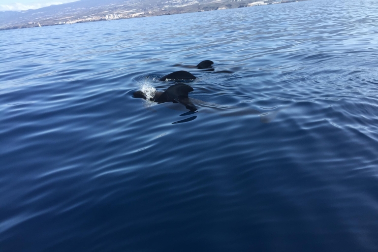 Tenerife: zeilexcursie met walvissen en dolfijnen spotten