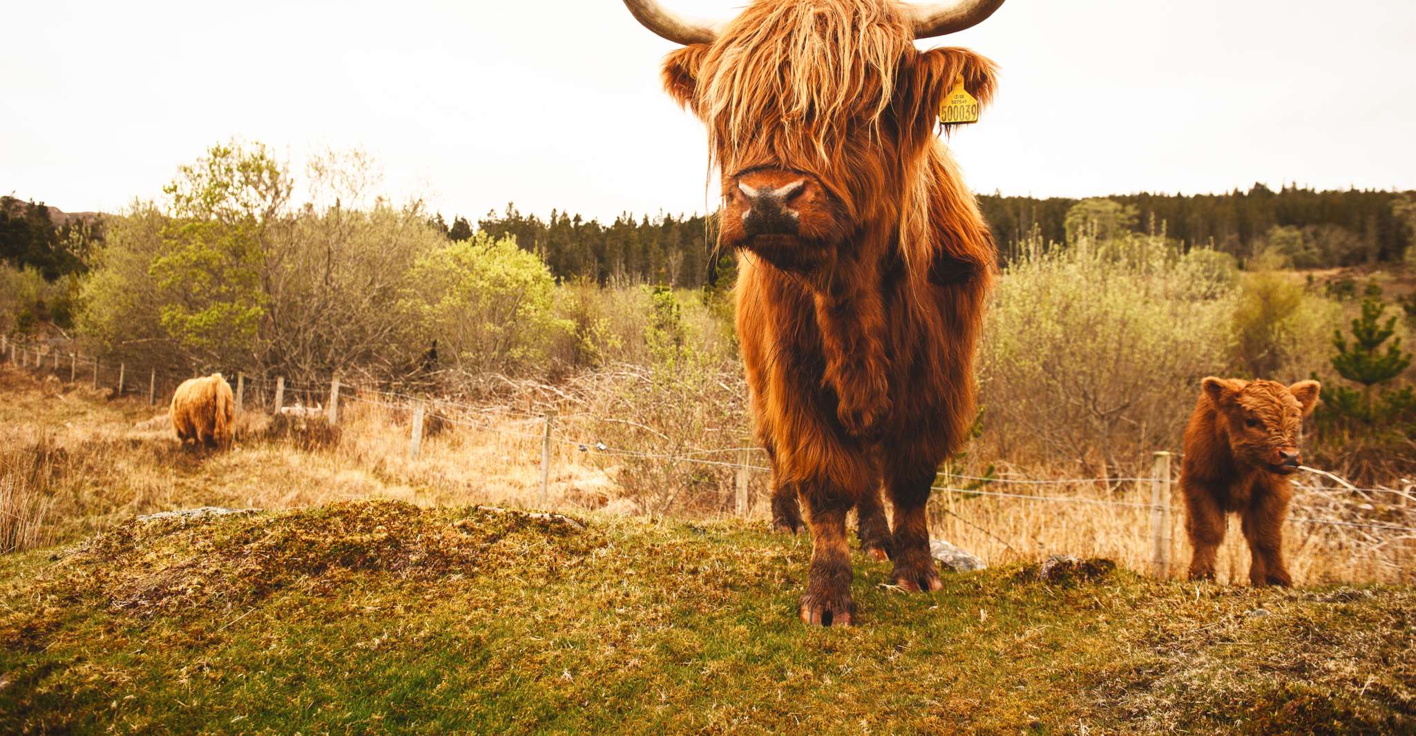 Excursión de 5 días por la Isla de Skye y las Highlands desde Edimburgo - Hizvo