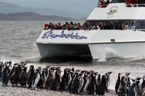 Ushuaia: Pinguin-Beobachtungstour im Katamaran