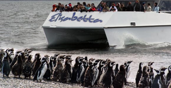 Ushuaia: tour en catamarán y observación de pingüinos