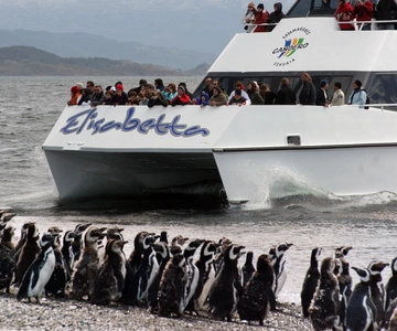 Ushuaia: Penguin Watching Tour by Catamaran