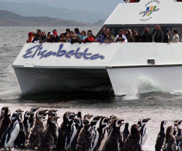 Ushuaia: tour in catamarano con avvistamento dei pinguini