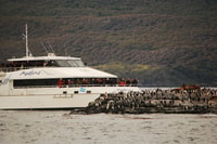 Ushuaia, Penguin Watching Tour by Catamaran - Housity