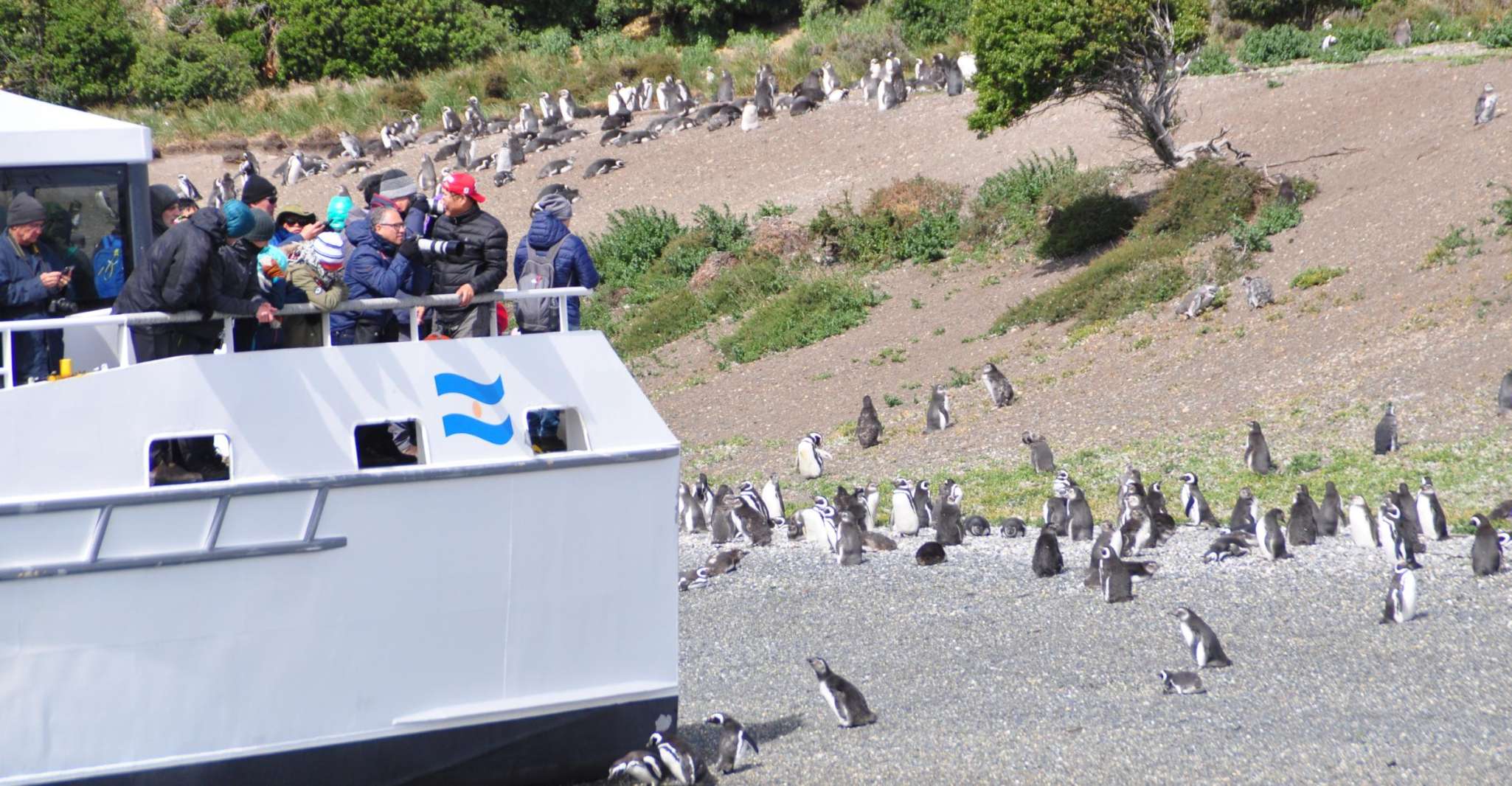 Ushuaia, Penguin Watching Tour by Catamaran - Housity