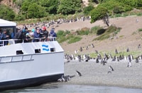 Ushuaia, Penguin Watching Tour by Catamaran - Housity
