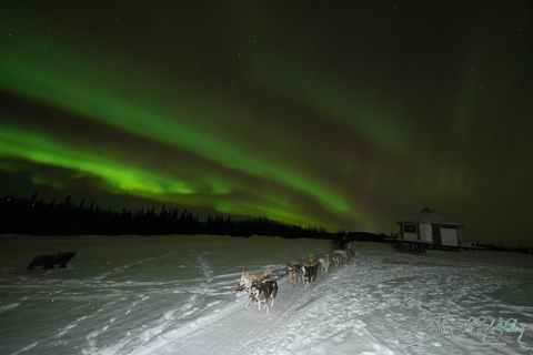 Fairbanks : Traîneau à chiens au clair de lune, dîner et aurores boréales