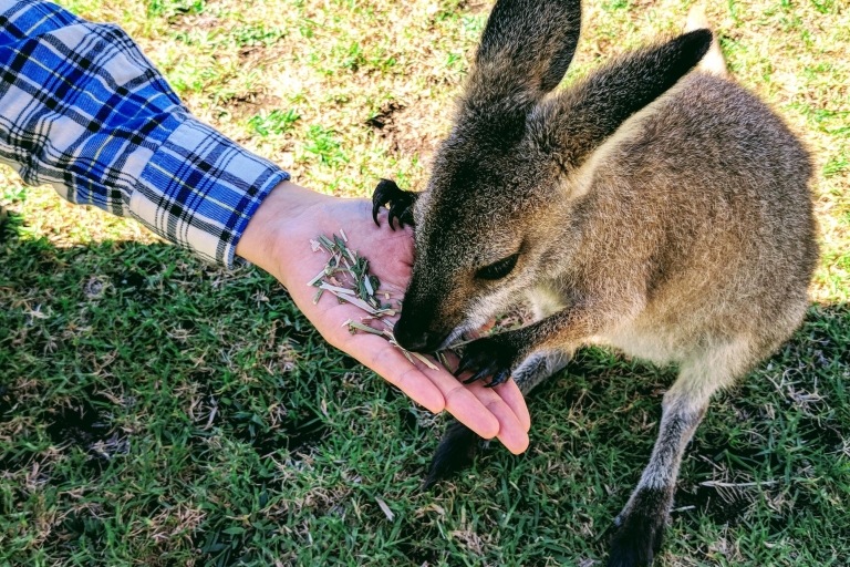 Sydney: Wildtiere, Wasserfälle und WeinverkostungSydney: Tour in die Tierwelt Australiens mit Weinverkostung