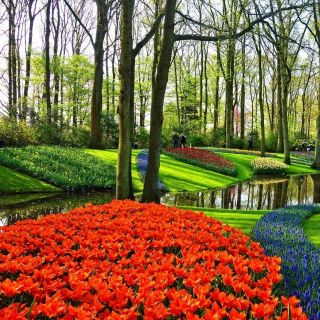 Keukenhof Gardens and Tulip Tour from Amsterdam