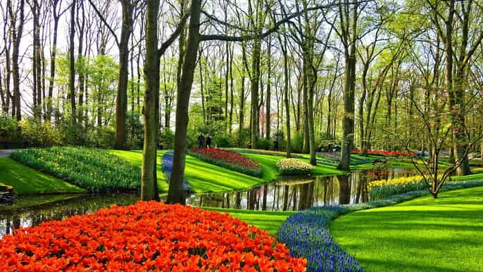 de amsterdã excursão jardins keukenhof e tulipas