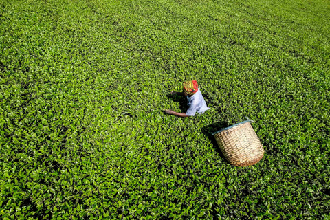 Excursión de un día a Ella: con visita a una fábrica de té desde Colombo