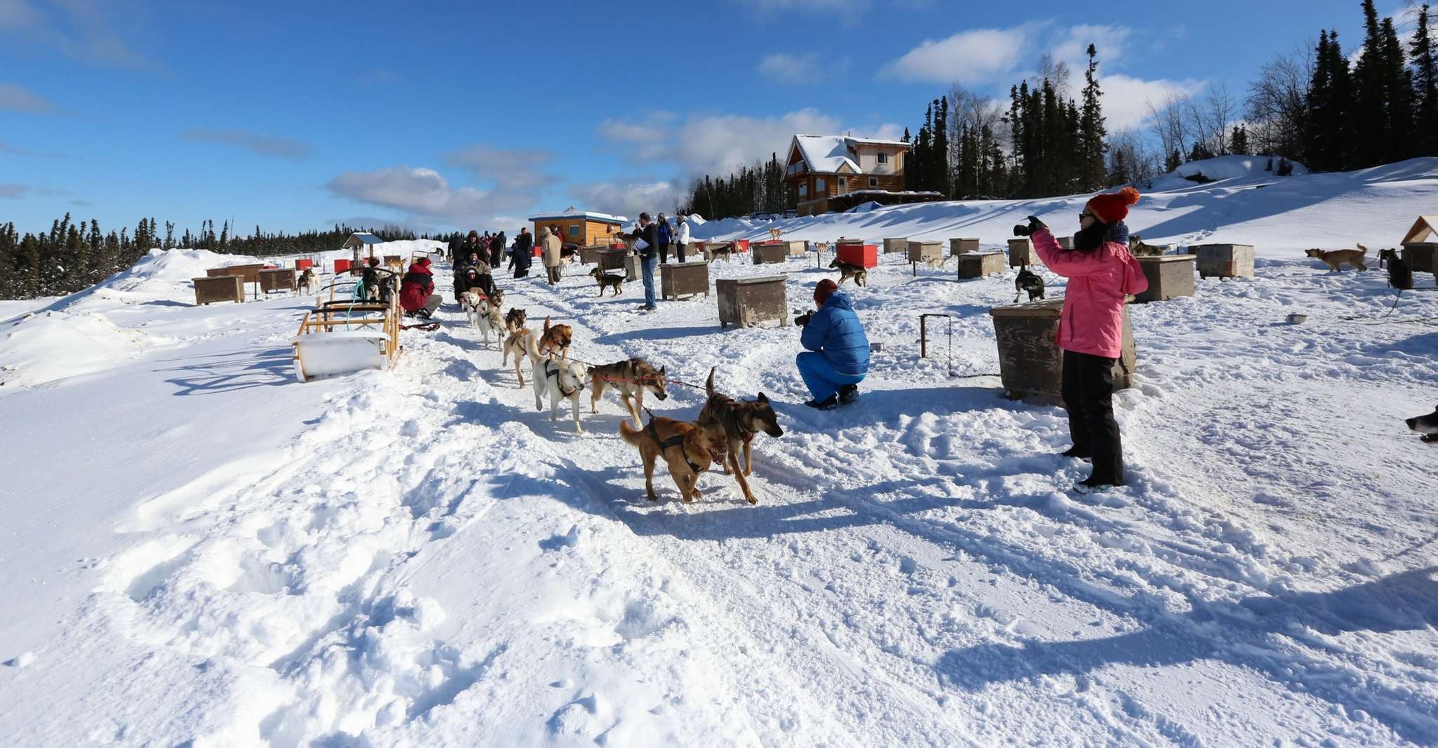 Fairbanks, 1-stündiges alaskanisches Winterhundabenteuer - Hizvo