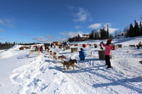 Fairbanks, 1-Hour Alaskan Winter Dog Sledding Adventure - Hizvo