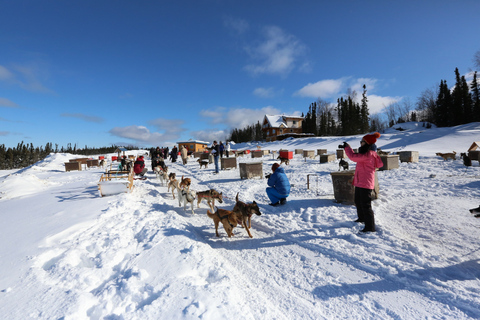 Fairbanks: Aventura invernal de 1 hora en trineo tirado por perros en AlaskaRecogida y regreso al hotel