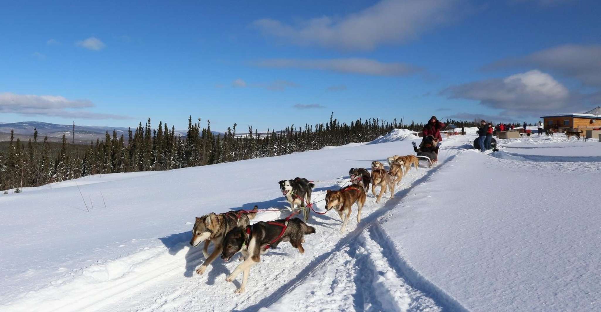 Fairbanks, 1-stündiges alaskanisches Winterhundabenteuer - Hizvo