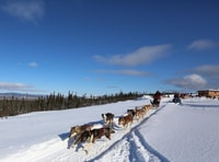 Fairbanks, 1-Hour Alaskan Winter Dog Sledding Adventure - Hizvo