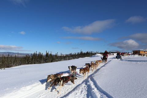 Fairbanks: Aventura invernal de 1 hora en trineo tirado por perros en AlaskaRecogida y regreso al hotel