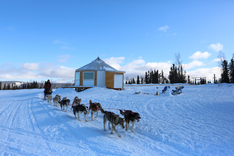 Fairbanks: Aventura invernal de 1 hora en trineo tirado por perros en AlaskaRecogida y regreso al hotel