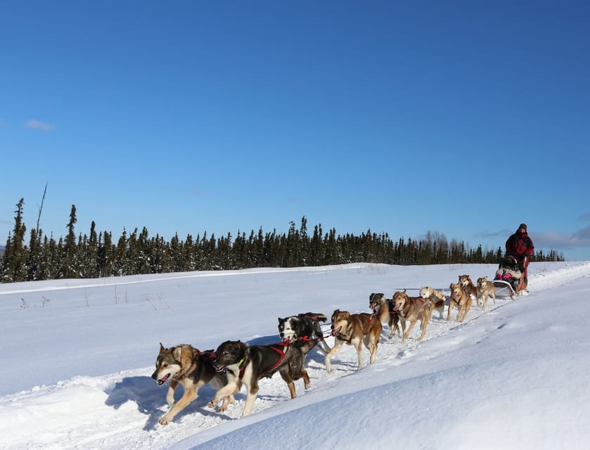 Fairbanks: 1-Hour Alaskan Winter Dog Sledding Adventure | GetYourGuide