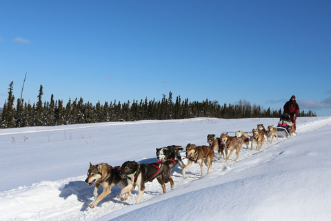 Fairbanks: Aventura invernal de 1 hora en trineo tirado por perros en AlaskaRecogida y regreso al hotel