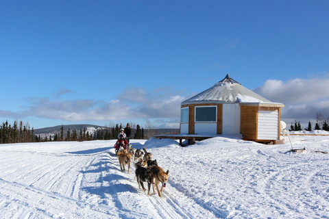 Fairbanks: Aventura invernal de 1 hora en trineo tirado por perros en AlaskaRecogida y regreso al hotel