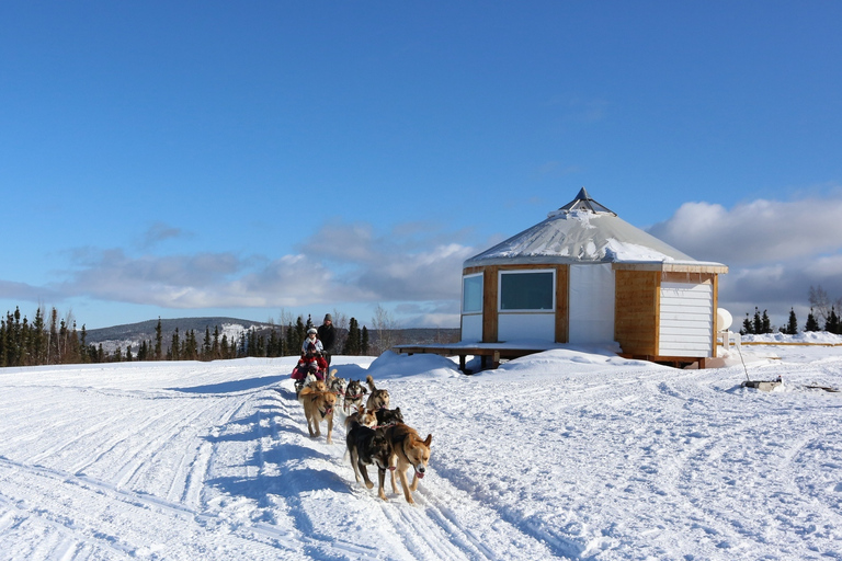 Fairbanks: Aventura invernal de 1 hora en trineo tirado por perros en AlaskaRecogida y regreso al hotel