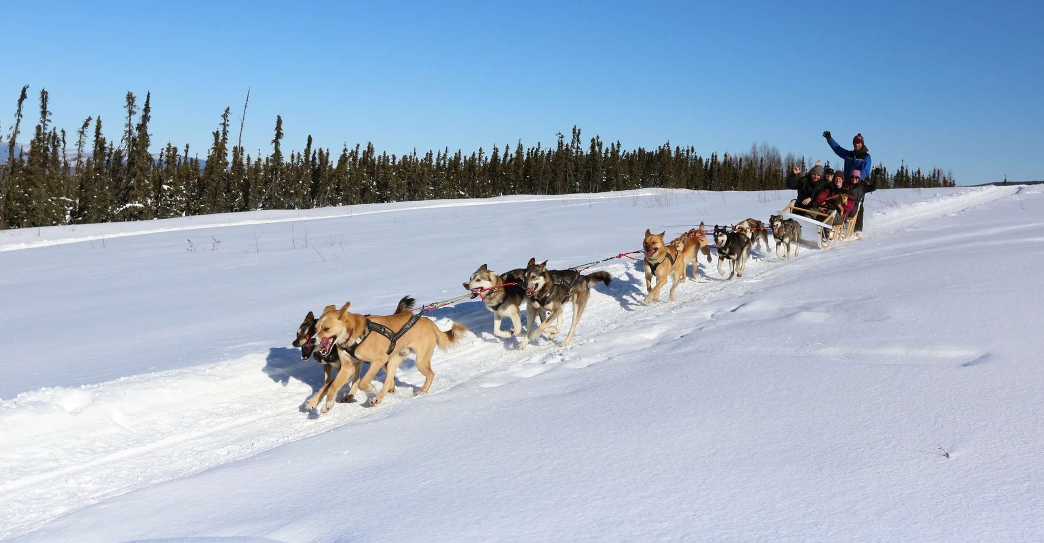Fairbanks, 1-stündiges alaskanisches Winterhundabenteuer - Hizvo