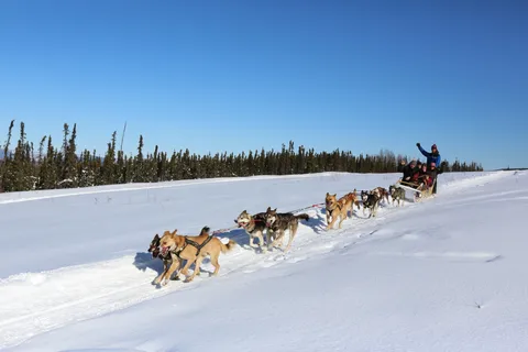 Fairbanks: 1-Hour Alaskan Winter Dog Sledding Adventure