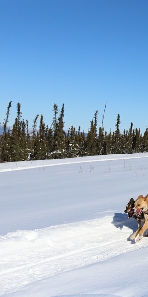 Fairbanks: 1-Hour Alaskan Winter Dog Sledding Adventure | GetYourGuide