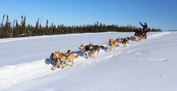 Fairbanks: 1-Hour Alaskan Winter Dog Sledding Adventure