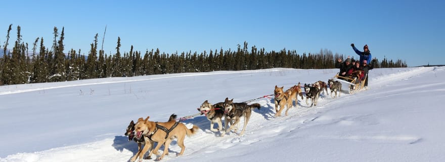 Fairbanks : 1 heure d'aventure en traîneau à chiens en hiver en Alaska