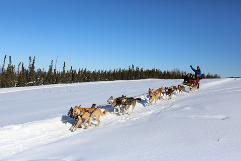 Fairbanks: Aventura invernal de 1 hora en trineo tirado por perros en AlaskaRecogida y regreso al hotel