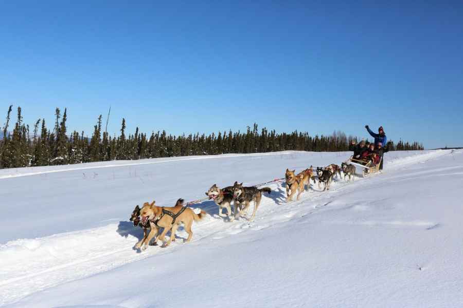 Fairbanks: 1-h Hundeschlitten-Abenteuer im Winter in Alaska. Foto: GetYourGuide