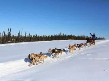 Alaska: Hunde-Mushing- & Schlittenfahrt