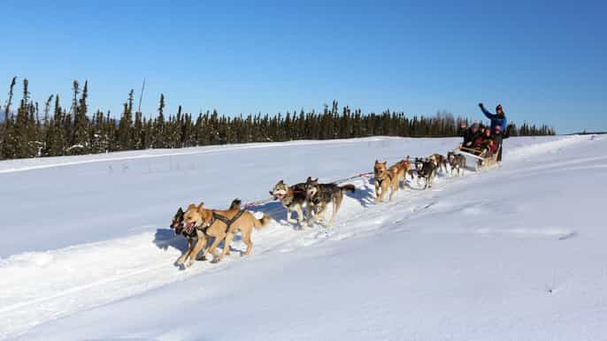 1hour winter dog mushing sledding in alaska